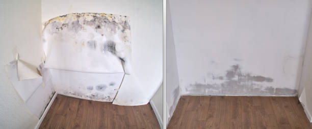 Best Black Mold Removal  in Rock Hill, SC